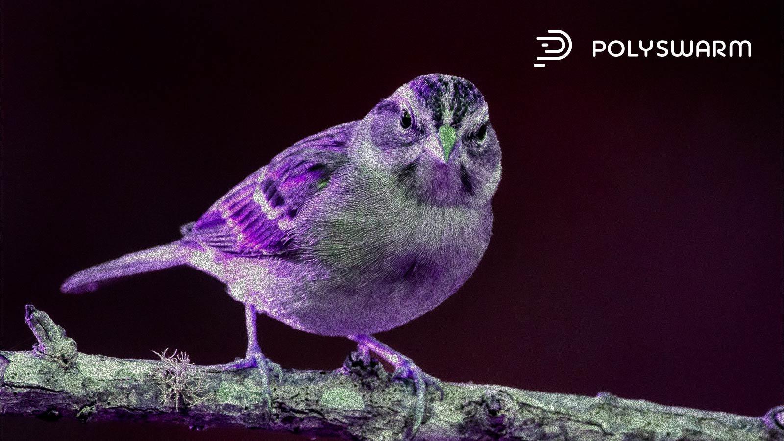 FAMOUSSPARROW2026
